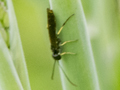 Cephus pygmeus